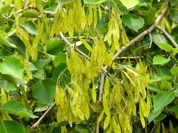 Image result for Dalbergia