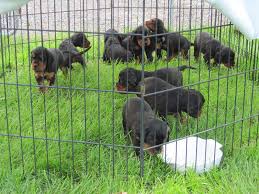 Gordon setter puppies for sale canada. Breacan Gordon Setters Breacan Gordon Setters