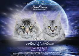 Do you dream of owning your very own maine coon cat? Available Maine Coon Kittens For Sale Maine Coon Cats For Sale Maine Coon Kittens For Sale European Maine Coon Breeder Near Me Buy Huge Maine Coon Cat Giant