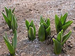 ギョウジャニンニクとイヌサフラン 東京都薬用植物園
