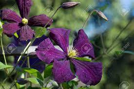 Maybe you would like to learn more about one of these? Dark Purple Clematis Flower With Yellow Stamens Glistening In The Sun And Yet Not Reveal Buds Stock Photo Picture And Royalty Free Image Image 71699708