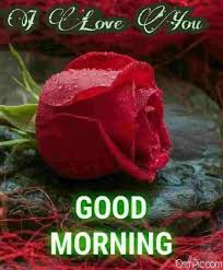 55 Good Morning Rose Flowers Images Pictures With Romantic Red Roses Flowers Good Images Mo In 2020 Good Morning Roses Good Morning Images Good Morning Rose Images