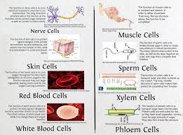 Different kinds of animals have different first, animal cells do not have chloroplasts. Cell Specialization Biology Blood Cell En Muscle Nerve Phloem Red Set Skin Glogster Edu Interactive Multimedia Posters
