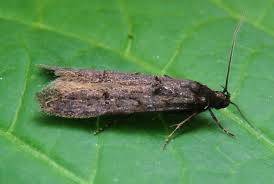 Image result for Altenia scriptella