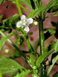 Image result for Scoparia dulcis