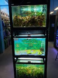 Download designs for 3d printer. Tropical Fish World And Pets 327 Photos Pet Service 22816 State Route 410 E Bonney Lake Wa 98391