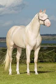 My horse needs a name. 🙃 I am completely stumped as I feel like nothing  fits him.😒😒