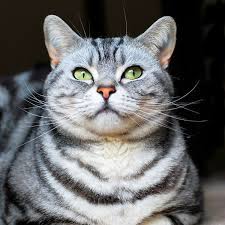 amerikanskaya korotkosherstnaya koshka foto koshachij dolgozhitel smotri bolshe http kot pes com amerikanskaya korotkosherstnaya kosh dog cat animal lover cats