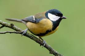 Koolmees f (plural koolmezen, diminutive koolmeesje n). Koolmees Ecopedia
