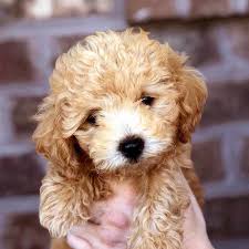 We are providing the best pictures of teddy bear puppies and dogs within an album. Teacup Teddy Bear Puppies Cheap Online