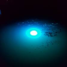 Underwater Dock Lights By Illumisea Attract The Fish This Picture Shows Some Fish Enjoying The Wavelengths The Mega Wat Dock Lighting Solar Deck Lights Lights