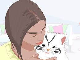 If you are still unable to trap a cat or if the cat has learned how to steal bait without springing the trap, consider using a drop trap, which does not rely on a trigger plate to close the trap door. 3 Ways To Catch A Stray Kitten Wikihow