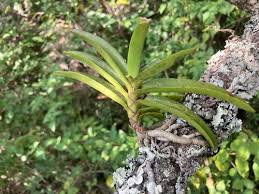 Image result for Cyrtorchis praetermissa