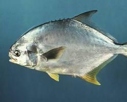 Pampo