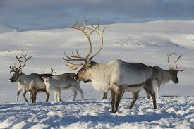 Hewan yang menetap memiliki rambut atau bulu yang tebal, contohnya muscox, rusa kutub (reindeer), beruang kutub, serigala serta insekta terutama nyamuk dan lalat hitam. Kutub Utara Menghangat Perilaku Satwa Liar Mulai Berubah Halaman All Kompas Com