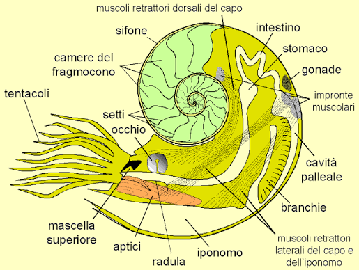 File:Ammonite anatomy.PNG - Wikimedia Commons