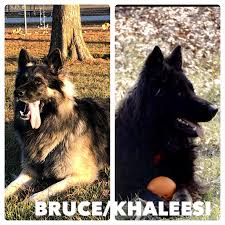 German shepherd dog litter of puppies for sale in brookfield, mo, usa. German Shepherd Puppies For Sale In Missouri Century Farms German Shepherds Of Missouri