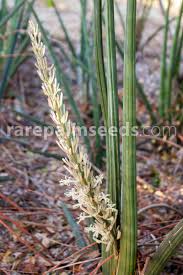 Image result for Sansevieria pearsonii
