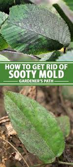A simple way to get rid of sooty mold is a hose end sprayer with detergent in it. Stop Sooty Mold Fungus From Attacking Your Plants Gardener S Path