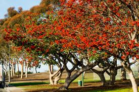 Native shrub up to about 15 feet tall, but usually shorter in colder climates. Red All Over Why The Coral Is An International Celebri Tree The Horticult