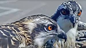 Hellgate Osprey Cam Timeline | Cornell Lab Bird Cams