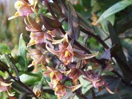 Epipactis gigantea 'serpentine knight' (serpentine knight giant stream orchid) this particularly fine selection with burgundy stems and leaves was discovered by california garden designer extraordinaire roger raiche. Epipactis Gigantea Serpentine Night Giant Helleborine Serpentine Night Stream Orchid Plant Lust