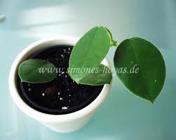 Hoya lauterbachii ist eine weinrebe, die vollständig mit. Hoya Lauterbachii K Schumann 1896 Simones Hoyas