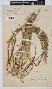 Image result for Panicum subflabellatum