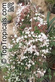 Sam's club has fresh flowers for sale and there are a few different ways to shop. Jasminum Polyanthum Jasminum Blinii Jasminum Delafieldii Pink Jasmine Winter Jasmine French Perfume Toptropicals Com