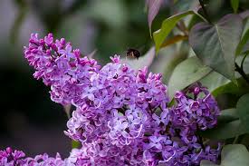 Old Fashioned Virginia Shrubs To Give Your Landscape Charm Greensward Llc