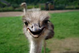 When Somebody S Happy To See You Picture Of White Rock Ostrich Farm Milton Tripadvisor