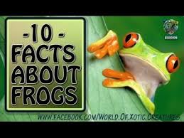 Picture of frogs fun facts about the frogs would not be complete without a picture of some frogs! 10 Facts About Frogs Youtube