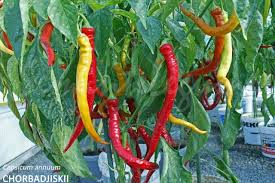 Ardeiul cu nume de uragan a depăşit scorpionul din trinidad. Ardei Iute Ciorbagiu 2 Gr Seminte De Ardei Semi Iute Bulgaresc Soi Semitimpuriu Florian