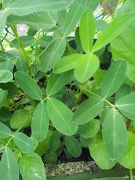 Tanaman kacang tanah dapat tumbuh di semua jenis tanah dan hanya memerlukan perawatan yang sederhana. Tanamsendiri Com Grow Your Own Tanam Sendiri Kacang Tanah Peanut