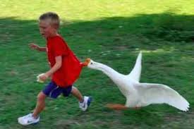 Canadian memes canadian things i am canadian canadian humour easy rider montreal canadiens canada funny canada eh canada jokes. 7 Goose Attack Ideas Goose Attack Bones Funny