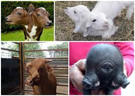 Was ist eine mutation ? Bestien Mutanten Furchtsame Fotos Von Mutanten Und Seltsamen Kreaturen