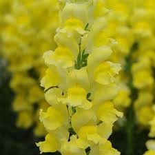 Image result for Snapdragon Yellow 1980 MG