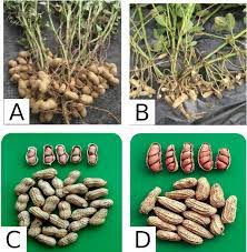 Jenis kacang tanah di indonesia. Perkembangan Varietas Kacang Tanah Di Indonesia Balitkabi