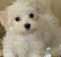 En fait, les chiots chipoo sont moins susceptibles de faire face à des maladies courantes chez. Full Grown White Chihuahua Poodle Mix Pets Lovers