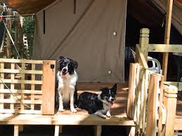 We did not find results for: The Puppy Culture Dvd Early Development In Puppies The Other End Of The Leash
