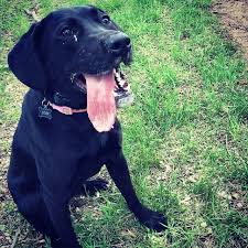 Why Do Dogs Foam At The Mouth Dog Allergies Anxious Dog Pet Poison