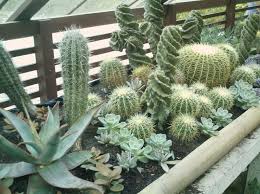 Las suculentas y los cactus son plantas que han adquirido notoriedad por su fácil mantenimiento, su precio accesible y variedad de formas y tamaños. Jardin De Cactus Cuarenta Y Nueve Ideas De Como Elaborar Uno Jardin De Cactus Decoracion Cactus Cactus Y Suculentas