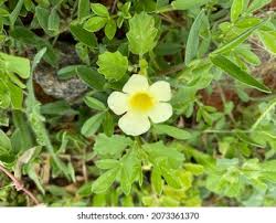 Image result for Pedalium