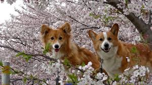 Pembroke welsh corgi puppies for sale in coloradoselect a breed. Corgi Puppies Colorado Springs News At En Mdg Sdg3d Undp Org