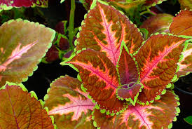 Image result for Coleus shirensis
