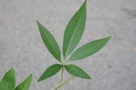 Image result for Vitex mombassae