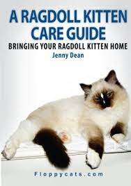 A Beginner S Guide To Ragdoll Cats Ragdoll Kitten Ragdoll Cat Breed Kitten Care