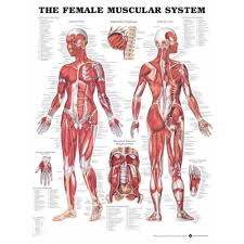 The Female Muscular System Anatomical Chart Poster Laminated