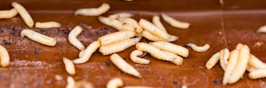 We found 2 white worms in our kitchen recently and could not figure out where they were coming from. Maggot Control How To Get Rid Of Maggots Solutions Pest Lawn