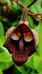 Like their close relatives, the honeybees, bumblebees live for nectar, using their tongues to lap up the liquid. Flowers Of The World That Look Like Animals Insects Or People Owlcation
